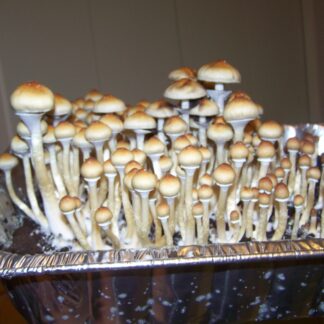 Blue Meanie mushrooms