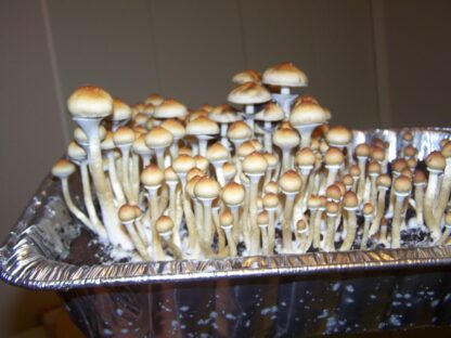Blue Meanie mushrooms