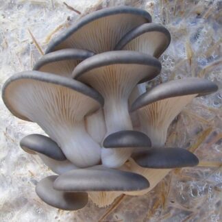 blue oyster mushroom kit