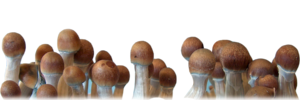 How to grow mushrooms, magic mushrooms, shrooms, spore print, spore syringe, grow cubensis, buy spores online.