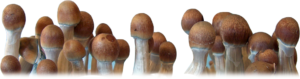 How to grow mushrooms, magic mushrooms, shrooms, spore print, spore syringe, grow cubensis, buy spores online