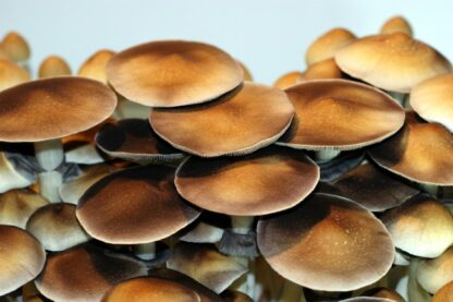 Buy mushroom spores online